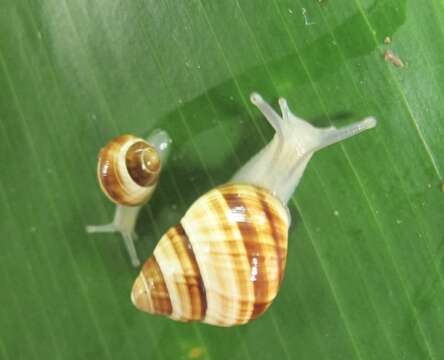 Image of <i>Achatinella fuscobasis</i>