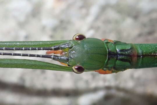 Image of Micadina yingdensis Chen, S. C. & Y. H. He 1992