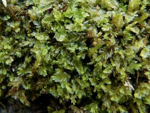 Image of Lophocolea appalachiana R. M. Schust.