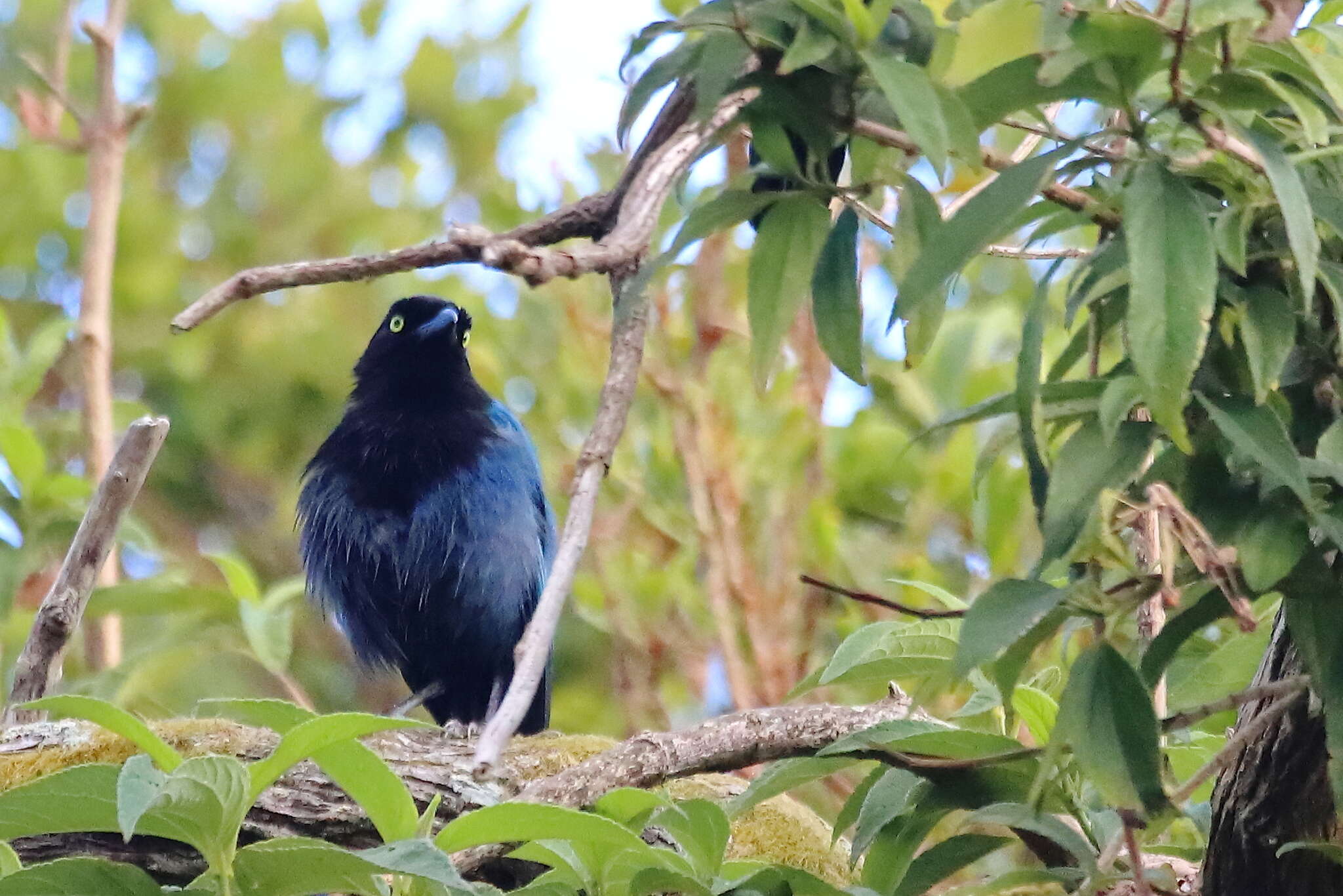 Image of Bushy-crested Jay