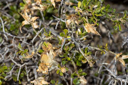 Image of Lime Daisy-bush