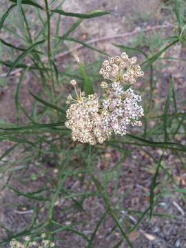 Image of Asclepias fascicularis Decne.