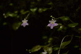 Image of Impatiens agumbeana V. Bhaskar & B. A. Razi