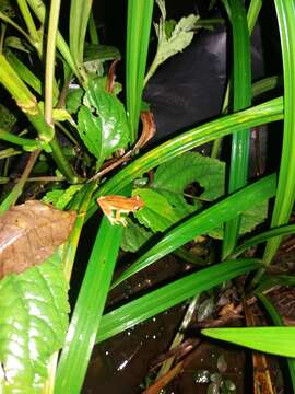 Image of Small-headed Treefrog