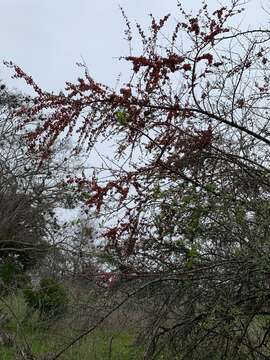 Image de Pyracantha coccinea M. J. Roemer