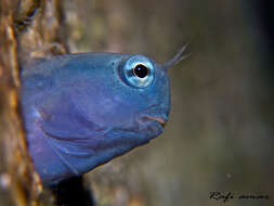 Image of Red Sea Mimic Blenny