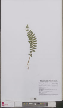 Image of hollyfern