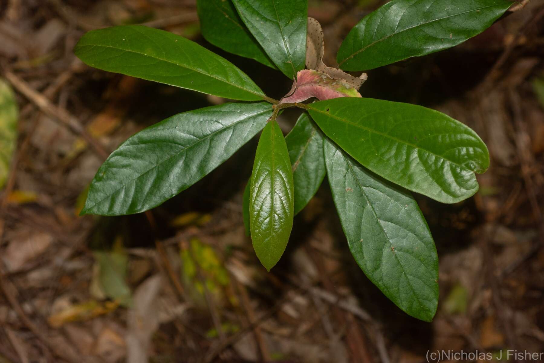 Image of Litsea australis B. P. M. Hyland