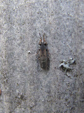 Image of European Chinchbug