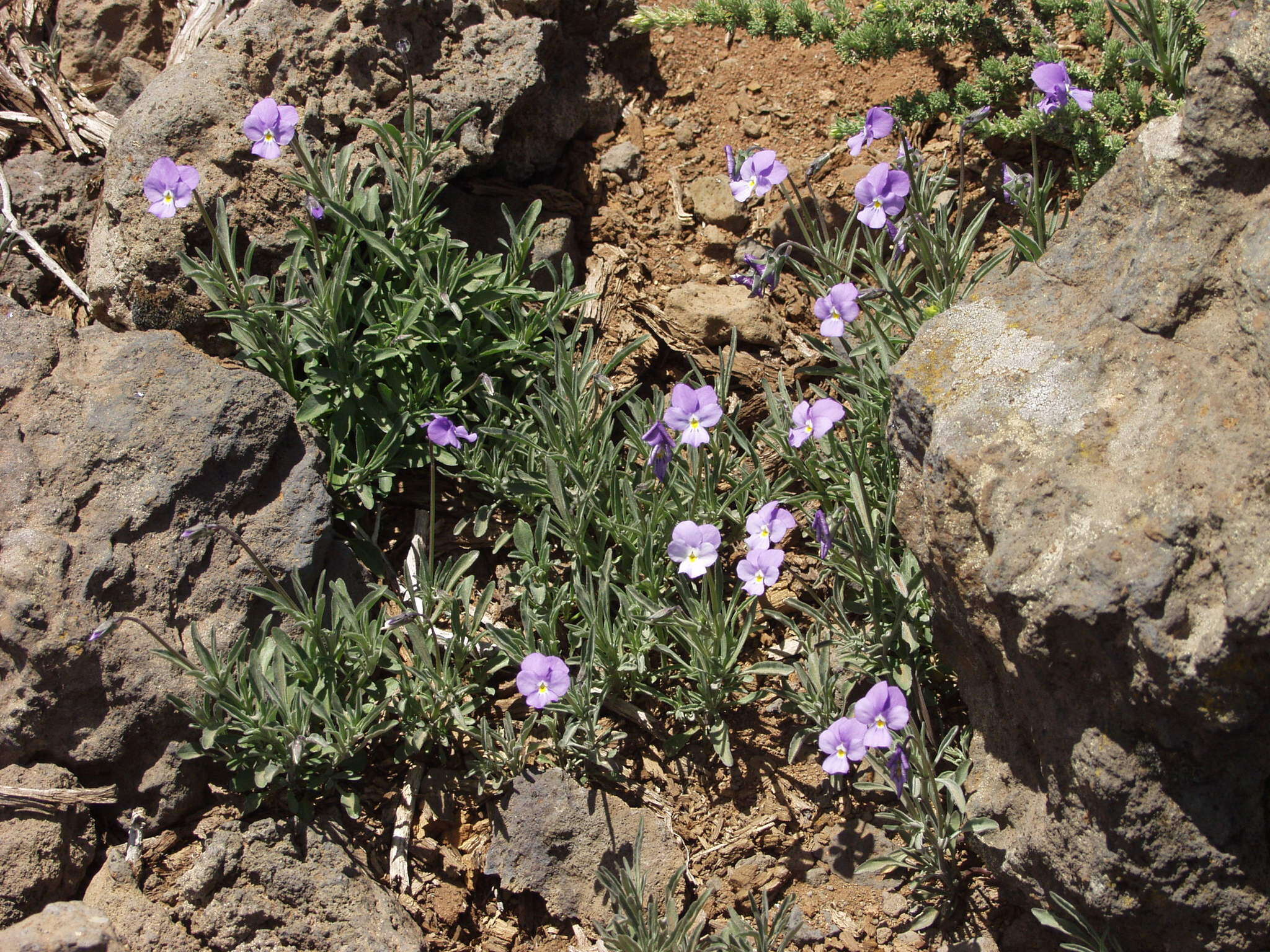 Image of Viola palmensis Webb & Berth.