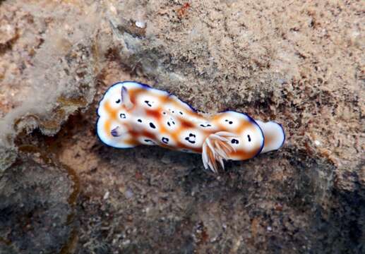 Image of Goniobranchus leopardus (Rudman 1987)