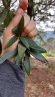 Imagem de Quercus pinnativenulosa C. H. Mull.