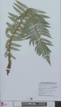 Image of hollyfern