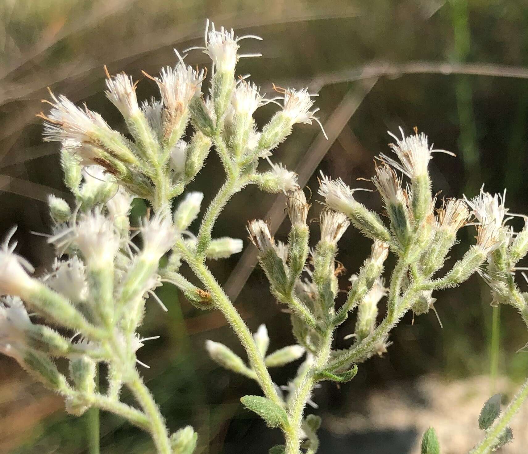 Plancia ëd Eupatorium linearifolium Walt.