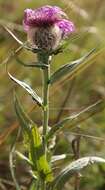 Centaurea nervosa Willd. resmi