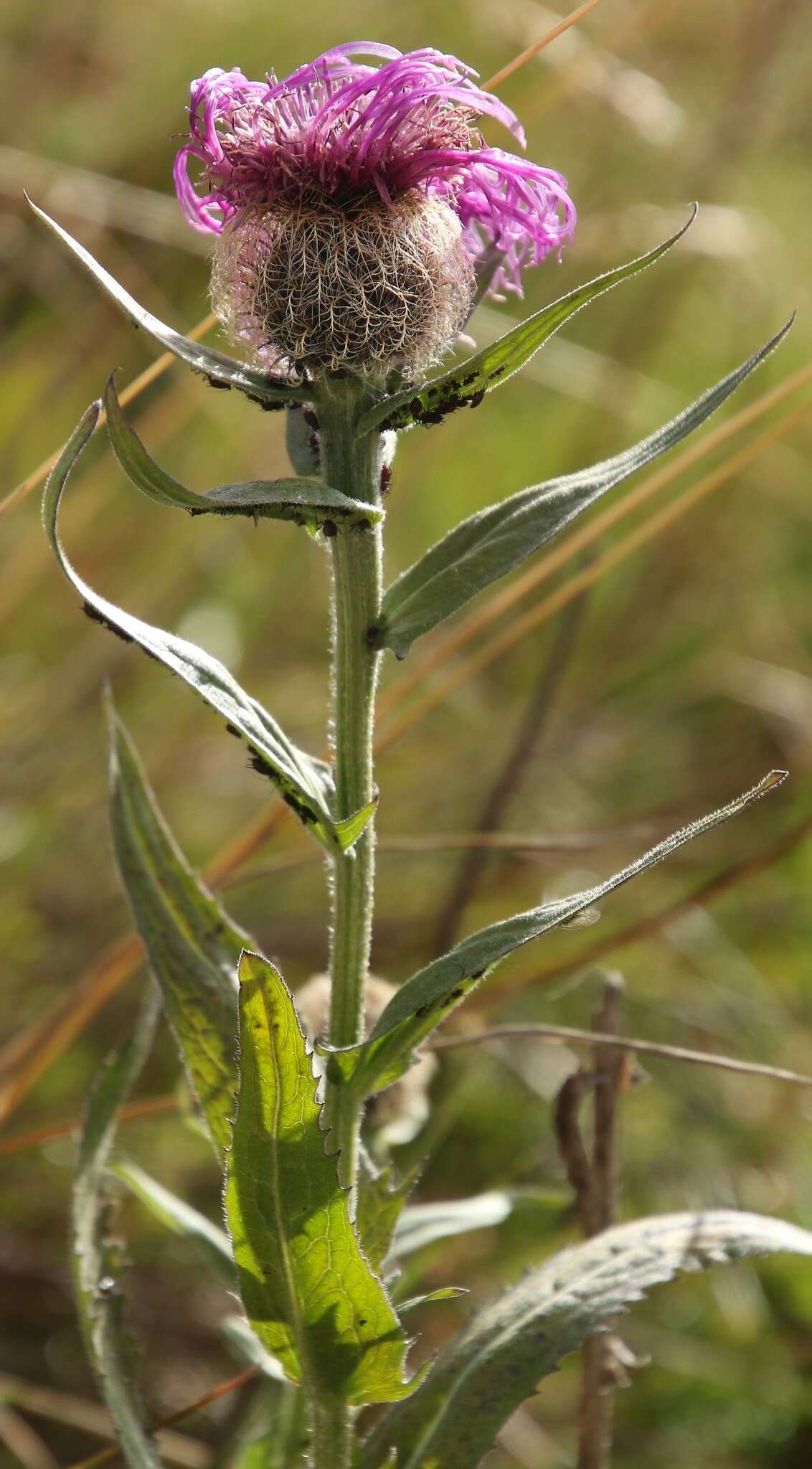 Centaurea nervosa Willd. resmi