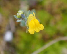 Image of Linaria munbyana Boiss. & Reuter