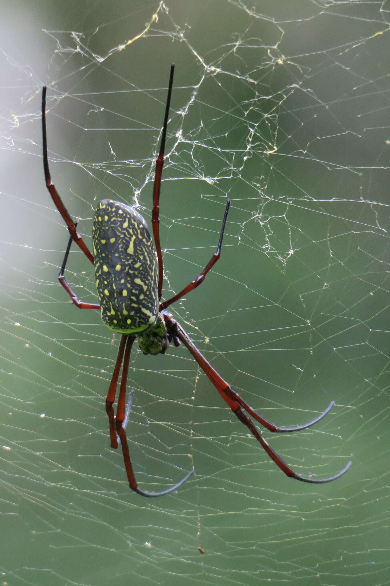 صورة Trichonephila antipodiana (Walckenaer 1841)