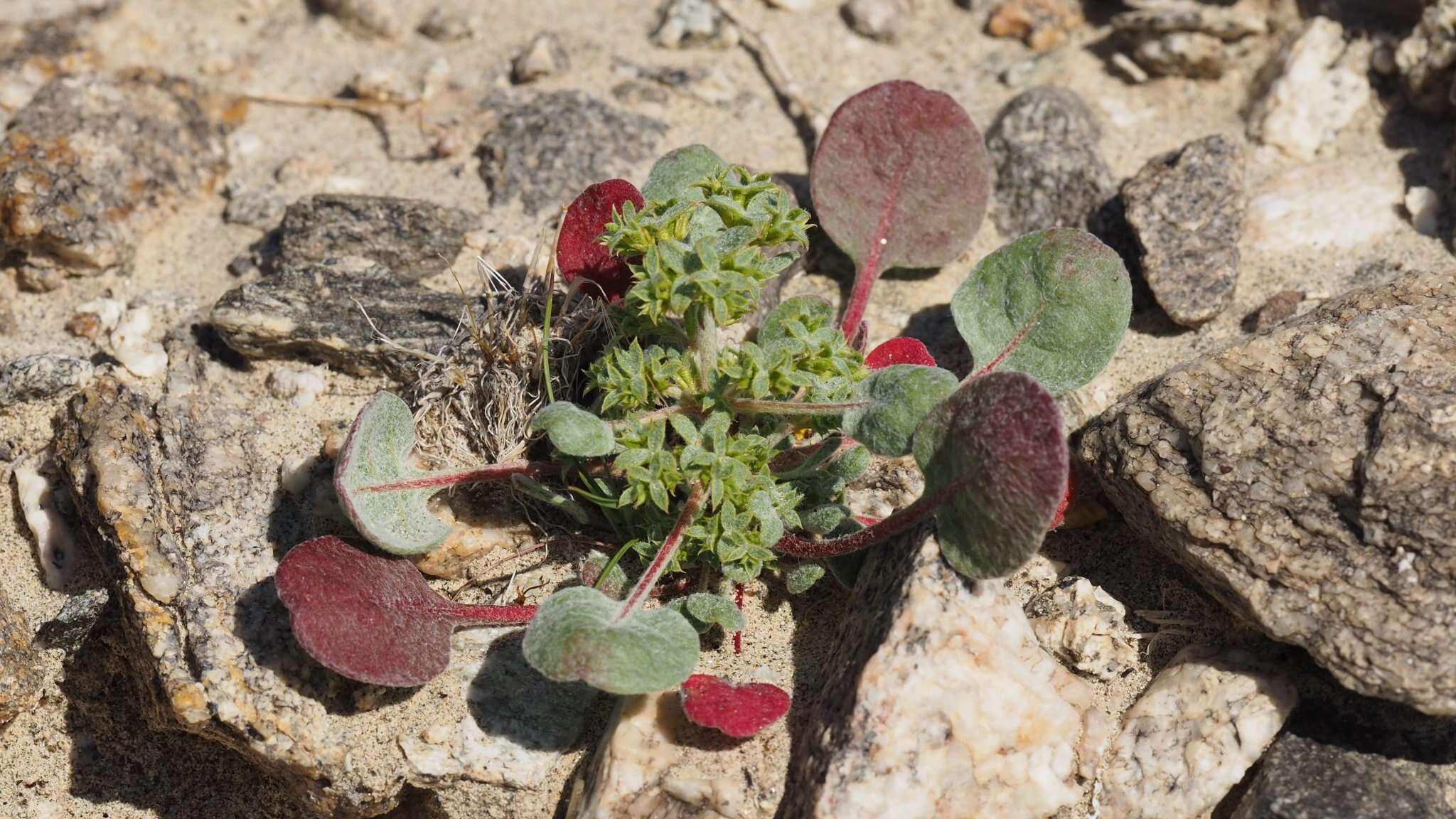 Image of wrinkled spineflower