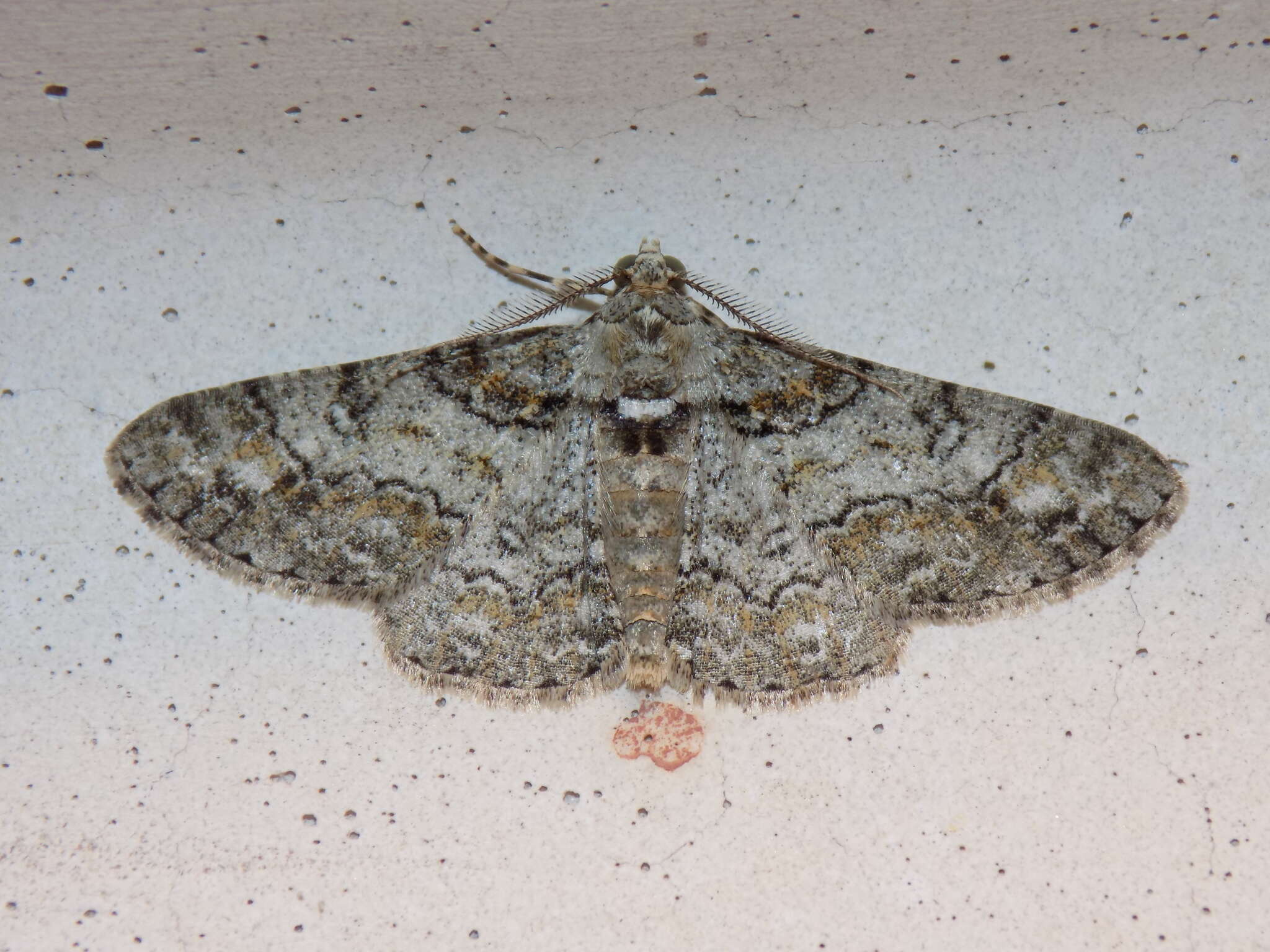 Image of Double-lined Gray Moth