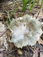 Image of Russula modesta Peck 1907