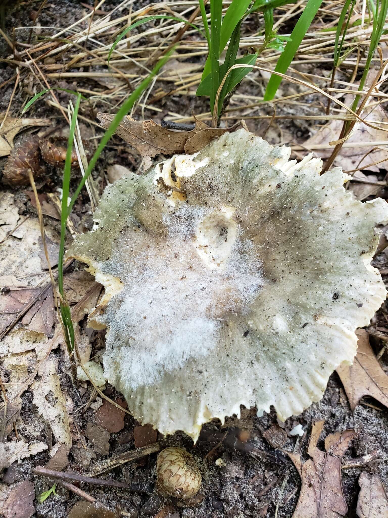 Image of Russula modesta Peck 1907