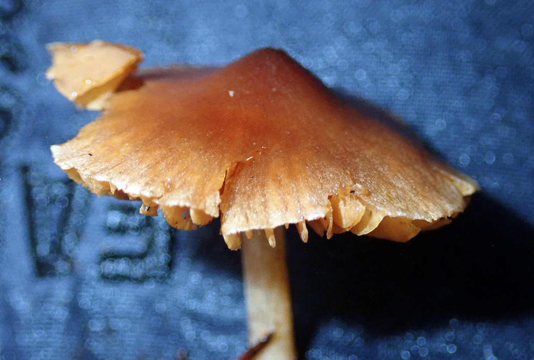 Cortinarius waiporianus Soop 2013的圖片