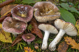 Plancia ëd Russula pelargonia Niolle 1941