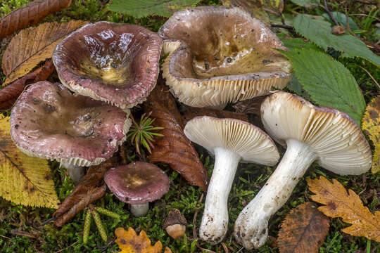 صورة Russula pelargonia Niolle 1941