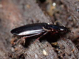 Image of Platynus (Batenus) cincticollis (Say 1823)