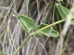 Image of Mirabilis ovata (Ruiz & Pav.) Meigen