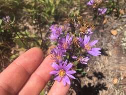 صورة Eurybia surculosa (Michx.) G. L. Nesom