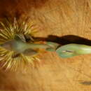 صورة Hereroa acuminata L. Bol.