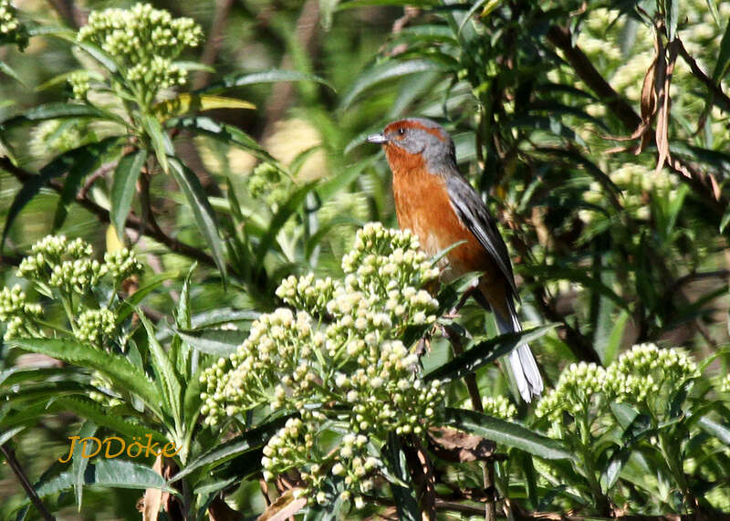 Image of Rusty-browed Warbling Finch