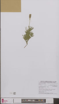 Image of club mosses