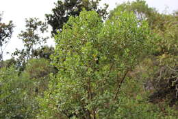 Image of Baccharis pseudovaccinioides L. Teodoro