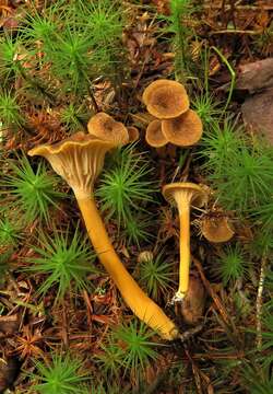 Image of Craterellus lutescens (Fr.) Fr. 1838