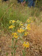 Image of Pimelea curviflora R. Br.