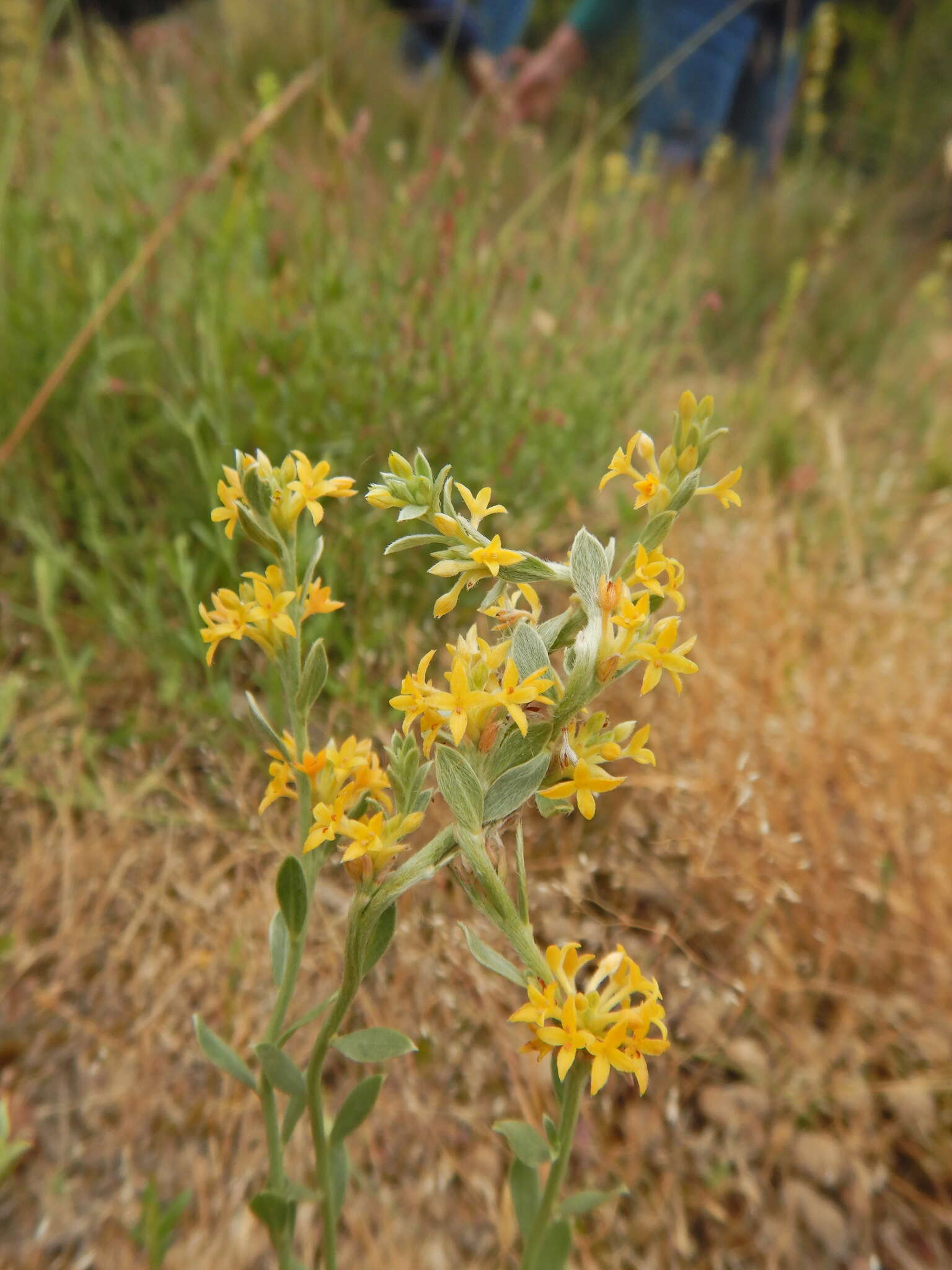 Image of Pimelea curviflora R. Br.