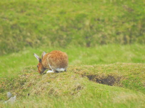 Image of Lepus timidus hibernicus Bell 1837