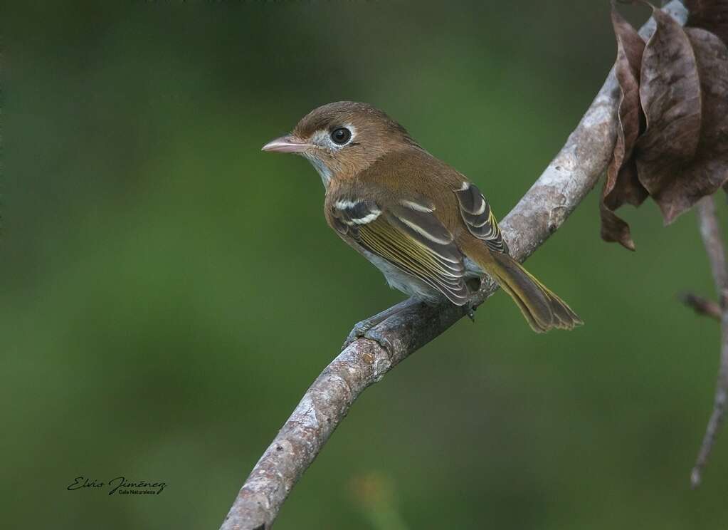 Vireo bairdi Ridgway 1885 resmi