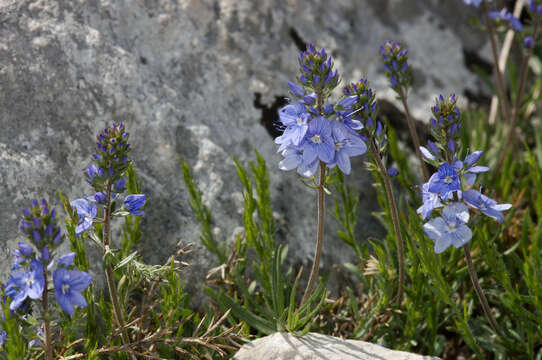 Image de Veronica austriaca subsp. austriaca