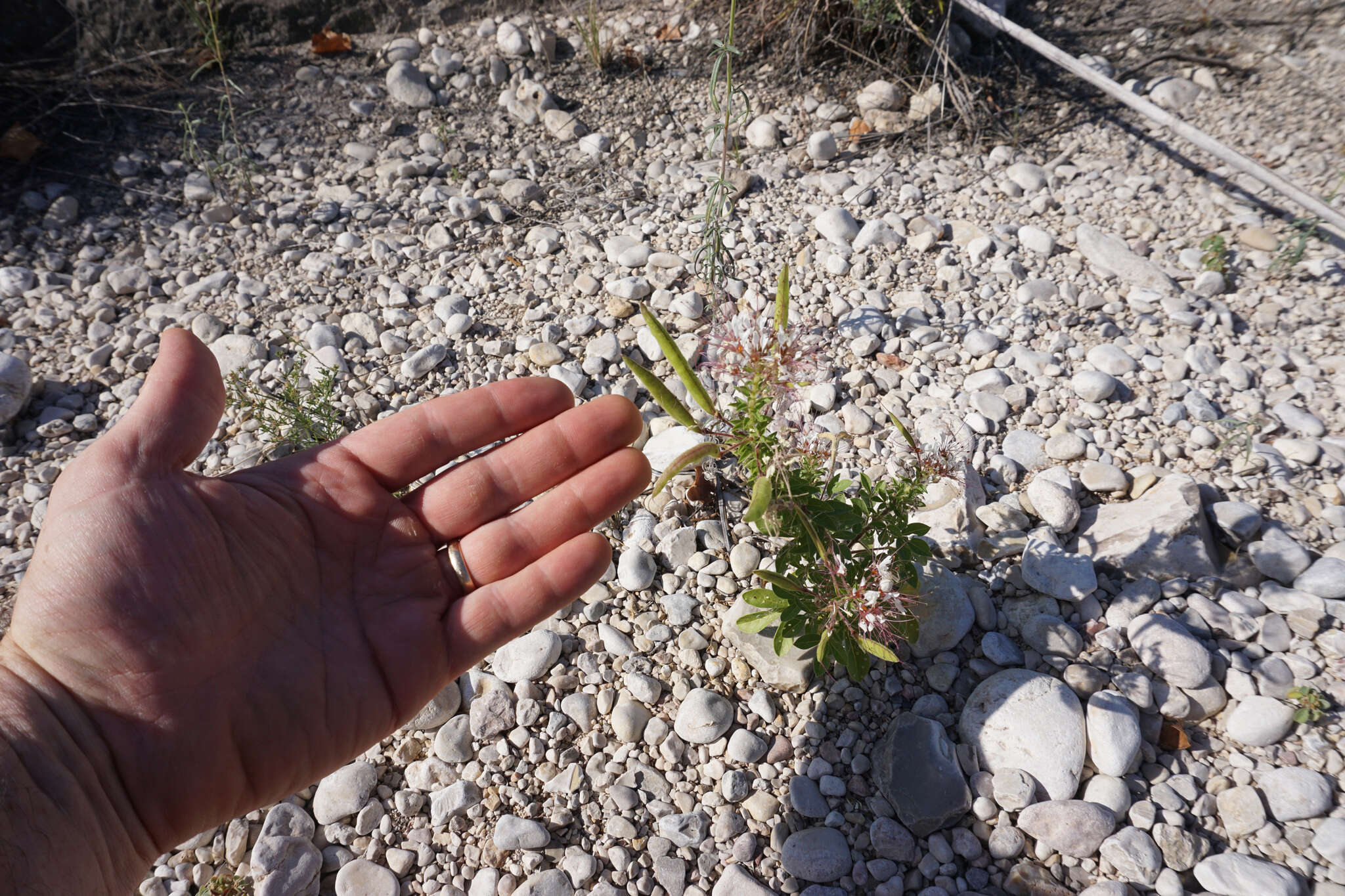 Imagem de Polanisia dodecandra subsp. riograndensis Iltis