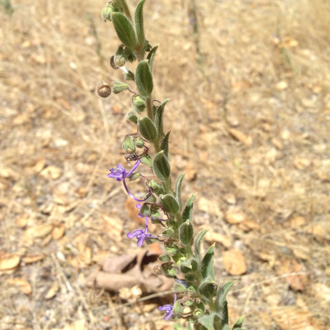 Sivun Trichostema lanceolatum Benth. kuva