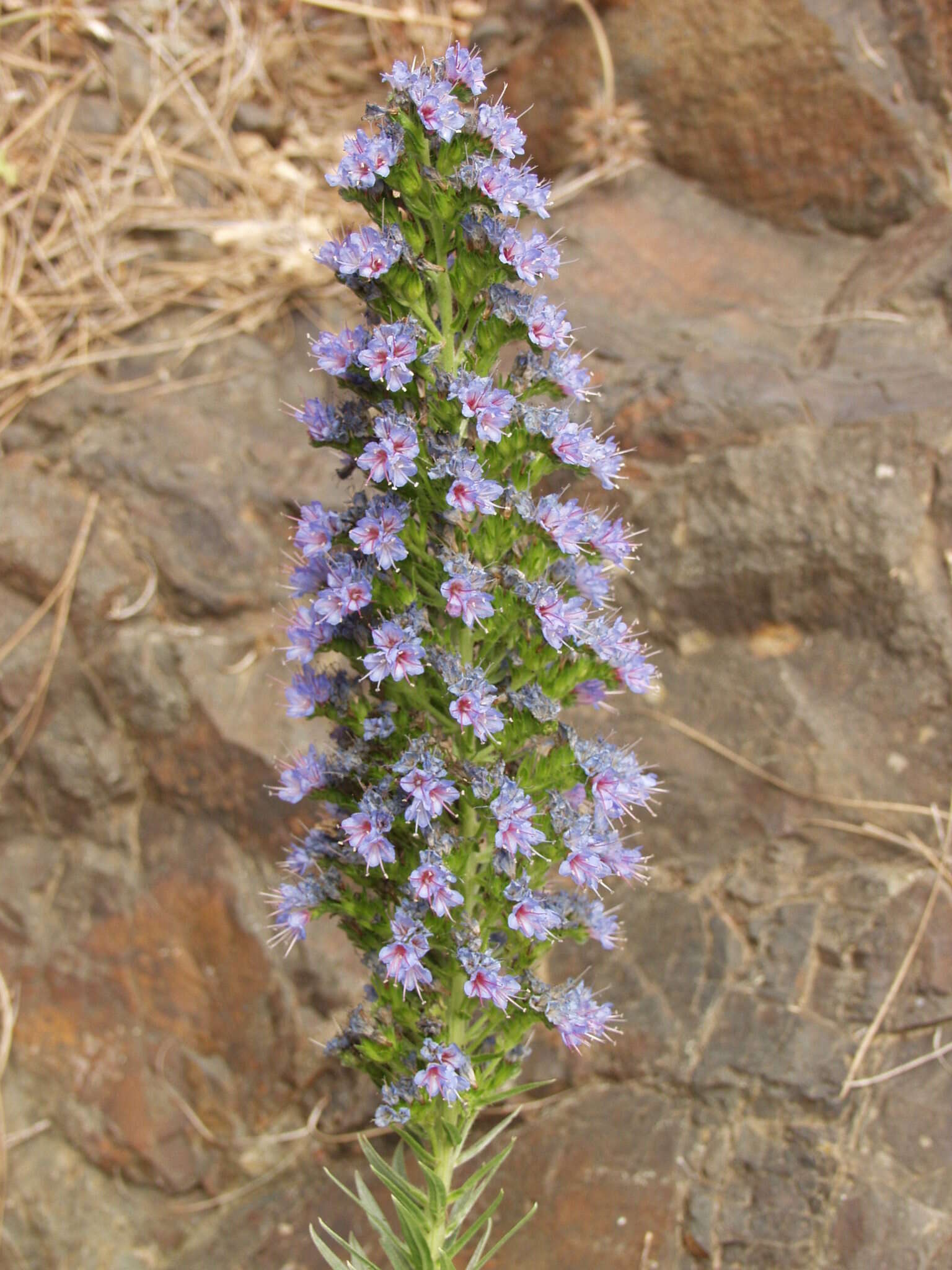 Image of Echium webbii Coincy