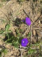 Image of Convolvulus gharbensis Battand. & Pitard