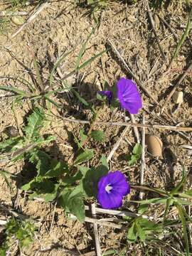 Image of Convolvulus gharbensis Battand. & Pitard