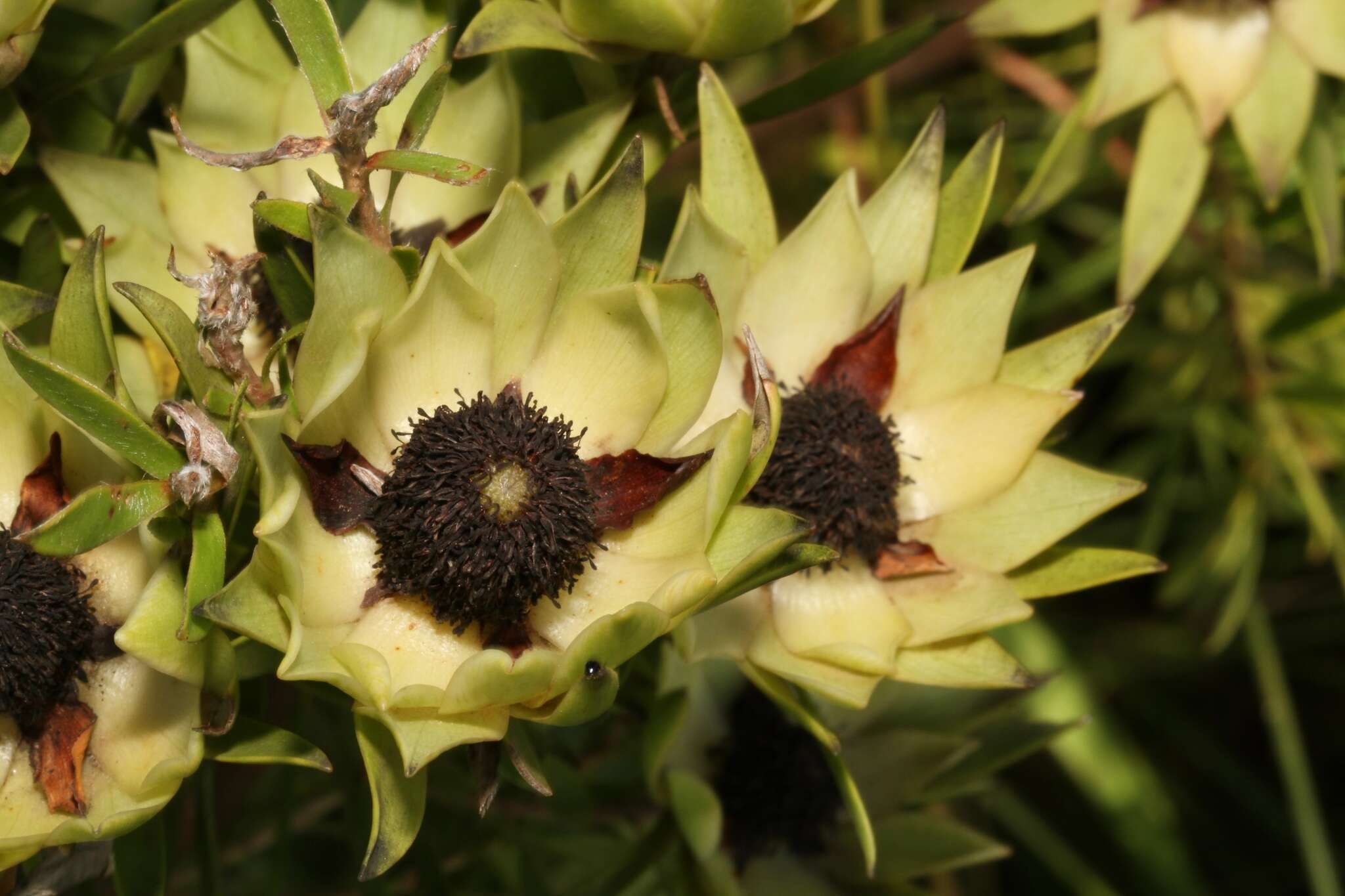 Image of Leucadendron spissifolium subsp. natalense (Thode & Gilg) I. Williams