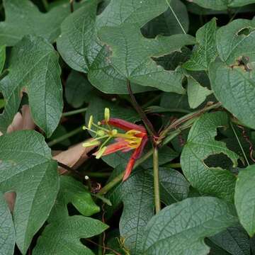 Passiflora cinnabarina Lindl.的圖片