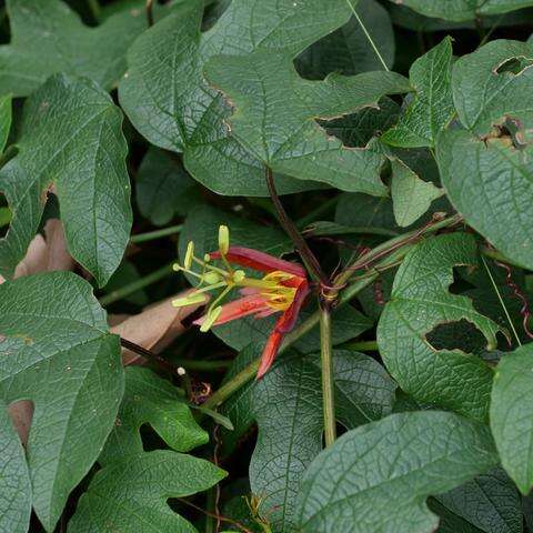 Passiflora cinnabarina Lindl.的圖片